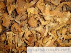 供应牛肝菌 鸡油菌 野生菌 绿色食品