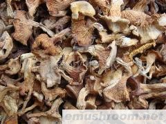 供应；牛肝菌 鸡油菌 野生特产 Manbetx体育手机版推荐A9版本批发