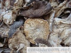 供应牛肝菌/Manbetx体育手机版V17版本发布.官网安卓网.香港/野生菌/白落伞