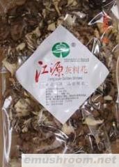 供应江源灰树花