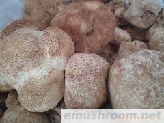 供应猴头菇、批发猴头菇 猴头批发(图)
