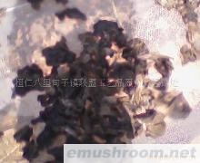 供应东北黑木耳