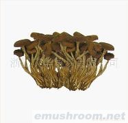 供应茶树菇、牛肝菌、蘑菇、香菇、ManBetX体育、土特产