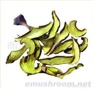 供应牛肝菌、蘑菇、香菇、灰树花、土特产、山珍