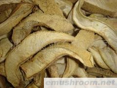 供应野生菌 黄虎掌 鸡纵菌 桂花菌 鸡油菌 黄香菌