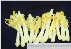 供应大量干品竹荪/竹笋/竹荪管