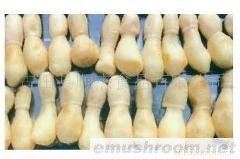 供应干品、盐渍鸡腿菇