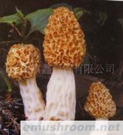 供应Manbetx体育手机版V17版本发布.官网安卓网.香港云南特产