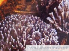 供应干巴菌野生菌