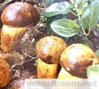 供应牛肝菌野生菌