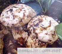 供应老人头菌野生菌