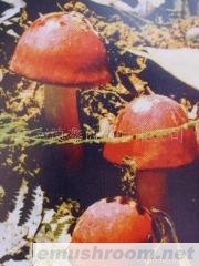 供应大红菌云南特产