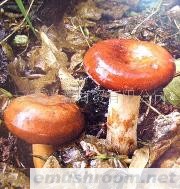 供应奶浆菌云南特产