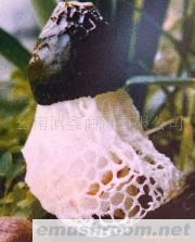 供应竹荪云南特产