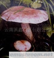 供应青杆菌野生菌