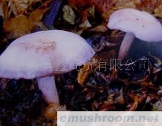 供应冬瓜菌云南特产