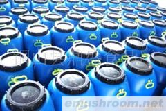 供应优质盐泽金针菇