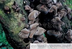 供应四川特产绿色食品黑木耳