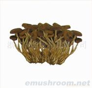 供应茶树菇、蘑菇、香菇、灰树花、香菇片、土特产