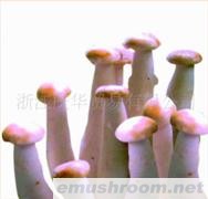 供应精品散装长根菇