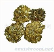 供应精品散装灰树花