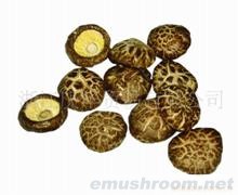 供应精品散装茶花菇