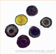 供应精品散装菌床簿菇