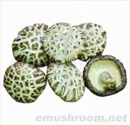 供应精品菌床花菇