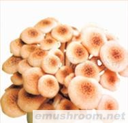 供应精品散装真姬菇