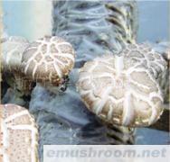 供应精品鲜香菇