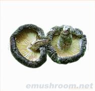 供应精品散装原木厚菇