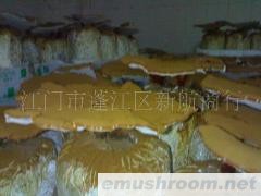供应鲜灵芝