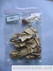 供应精品鸡腿菇系列