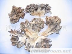 供应精品灰树花系列