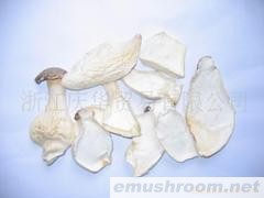 供应精品散装杏鲍菇系列
