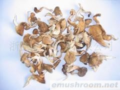 供应精品真姬菇、香菇、蘑菇、土特产、Manbetx体育手机版V17版本发布.官网安卓网.香港、山珍