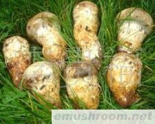 云南 纯天然 野生 Manbetx体育手机版推荐A9版本 批发/老人头菌