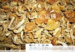 供应野生榆黄蘑