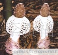云南 纯天然 野生 ManBetX体育 批发/竹荪菌