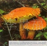 云南 纯天然 野生Manbetx体育手机版V17版本发布.官网安卓网.香港 批发/美味牛肝菌