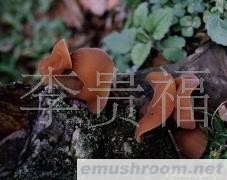 云南 纯天然 野生Manbetx体育手机版V17版本发布.官网安卓网.香港 批发/野木耳