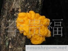 云南 纯天然 野生Manbetx体育手机版V17版本发布.官网安卓网.香港 批发/金木耳