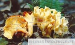 云南 纯天然 野生Manbetx体育手机版V17版本发布.官网安卓网.香港 批发/鸡油菌