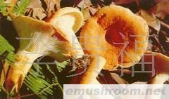 云南 纯天然 野生Manbetx体育手机版V17版本发布.官网安卓网.香港 批发/奶浆菌