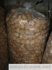 批发供应猴头干品