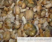 云南 纯天然 野生 Manbetx体育手机版V17版本发布.官网安卓网.香港 批发/青头菌