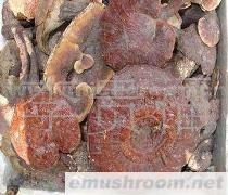 云南 纯天然 野生 Manbetx体育手机版推荐A9版本 批发/灵芝