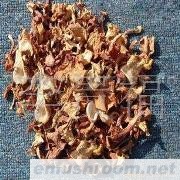 云南 纯天然 野生Manbetx体育手机版V17版本发布.官网安卓网.香港 批发/鸡油菌（冻品）