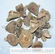 云南 纯天然 野生 Manbetx体育手机版V17版本发布.官网安卓网.香港 批发/青头菌