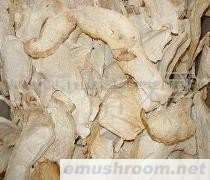 云南 纯天然 野生Manbetx体育手机版V17版本发布.官网安卓网.香港 批发/老人头菌